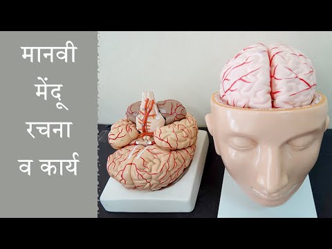 मानवी मेंदू - रचना व कार्य | Human Brain structure and function | Human brain model (Marathi)