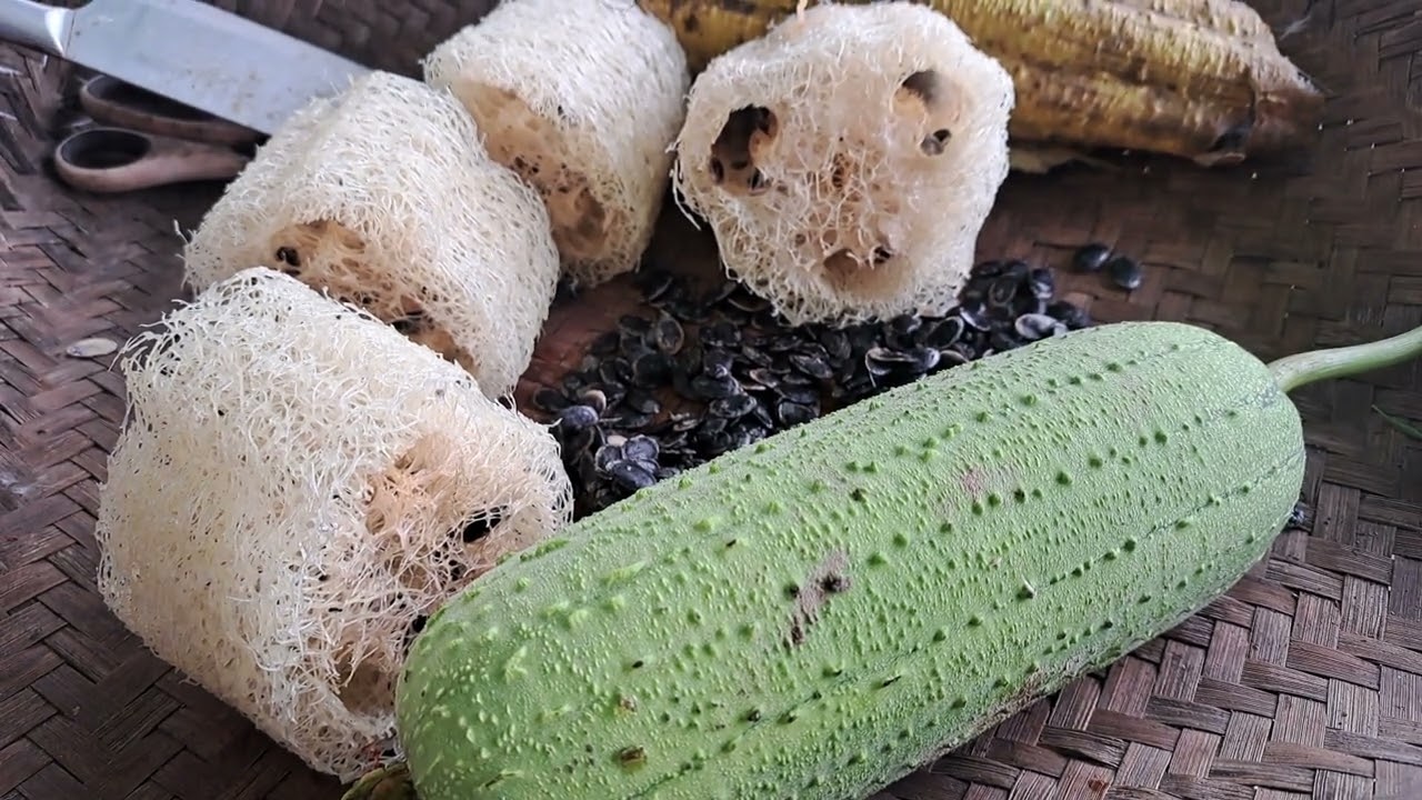 From vegetables to sponged . Patola garden plant