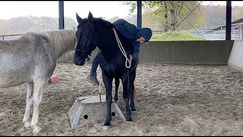 Progressing THE BLACK - LAYING ON THE HORSE - STARTING THE BLACK - PREPARING FOR RIDING