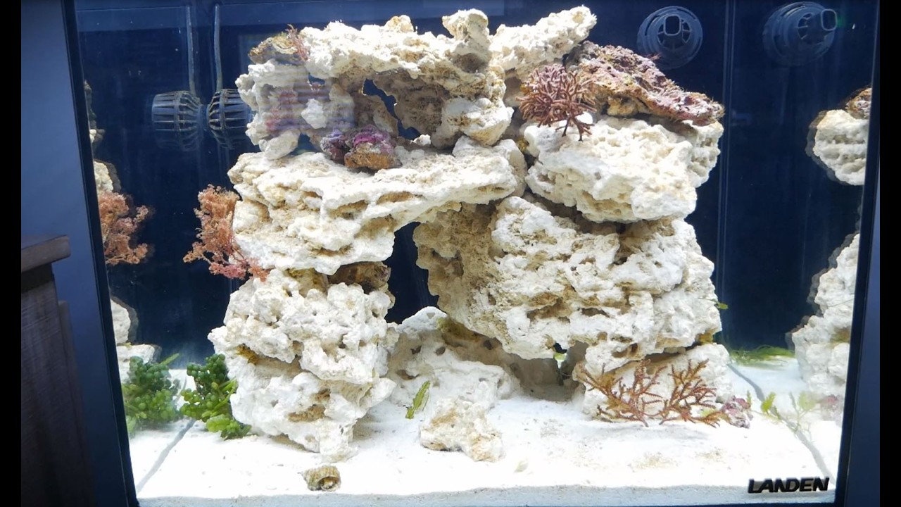 Stephen · SS Aquascapes — LANDEN EzCube 45 reef