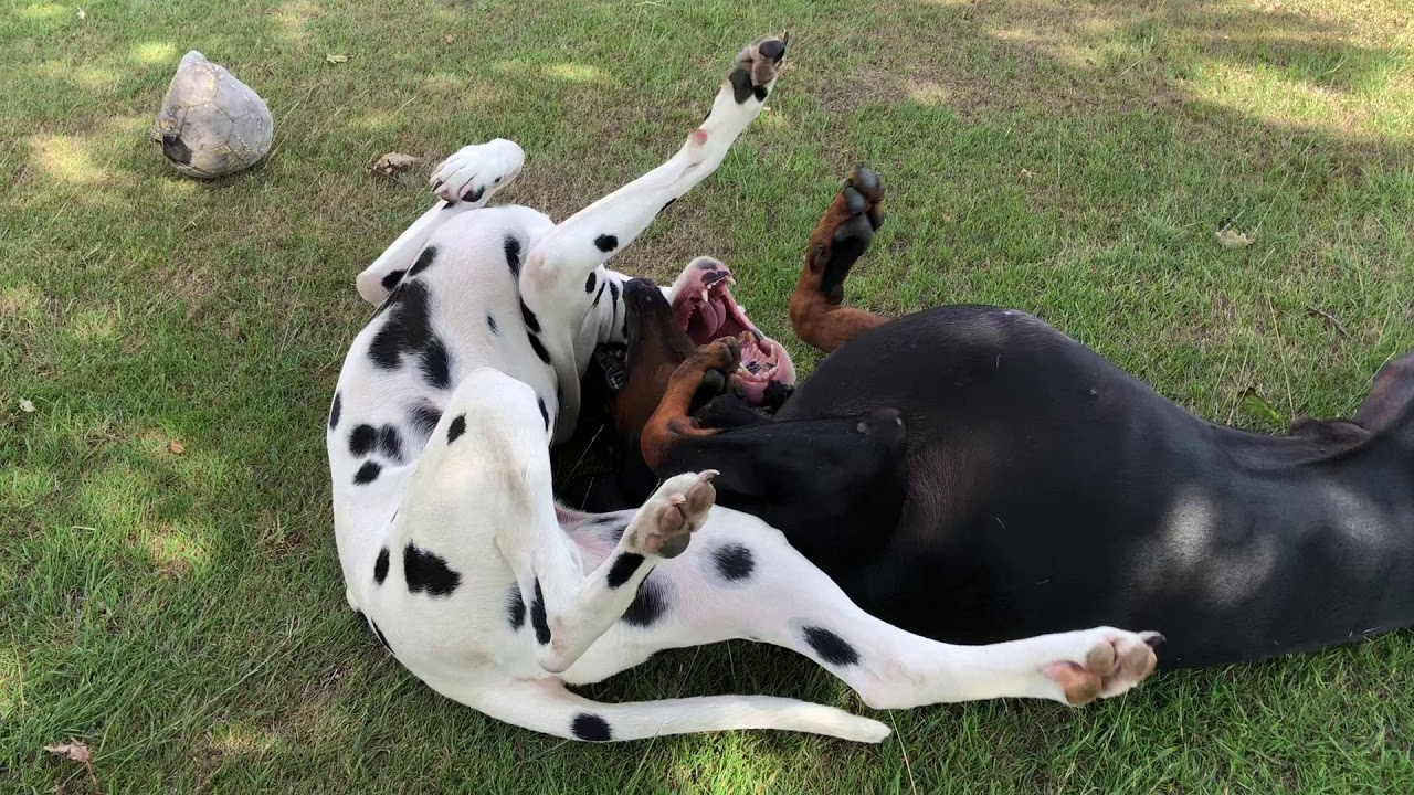 Doberman vs Dalmatian fight YouTube