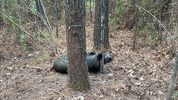 Hog Trapping/Snaring! Cheapest method?