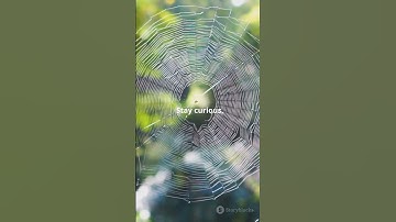 How Do Spiders Spin Web