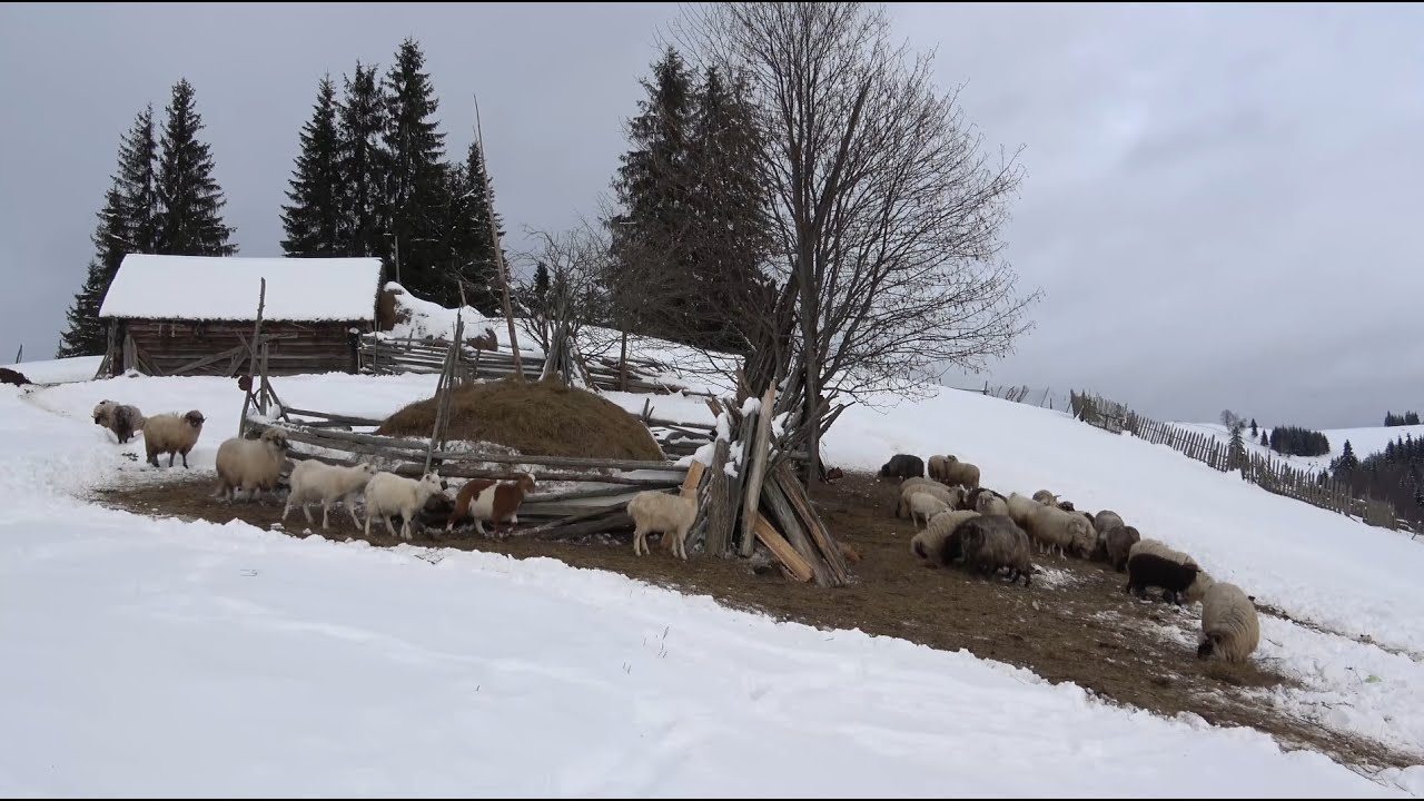 POENARI LEON, pt.a VI-a, part VI - Animale din gospodărie, lemne de foc, berbece pentru ceaun