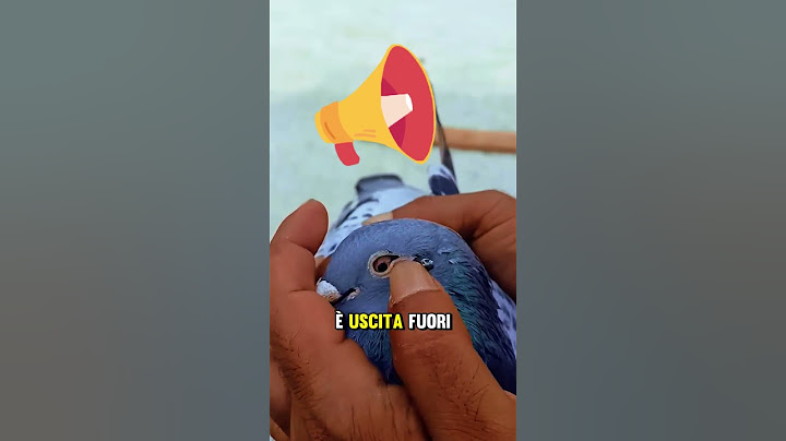 Questo piccione aveva uno strano rigonfiamento sotto l’occhio😨