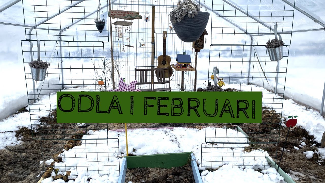 Odla i FEBRUARI - Jag vattnar med snö i växthusen och det har börjat gro i källaren