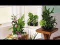 Какие растения нужны дома?
