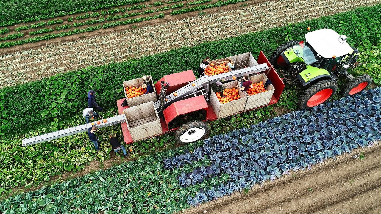 De eerste oogst | Vlog 22 | BI-JOVIRA