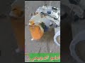 الدويحي ودالدويم