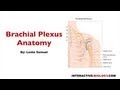 Brachial Plexus Anatomy Quiz