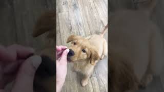 Such a golden good boy