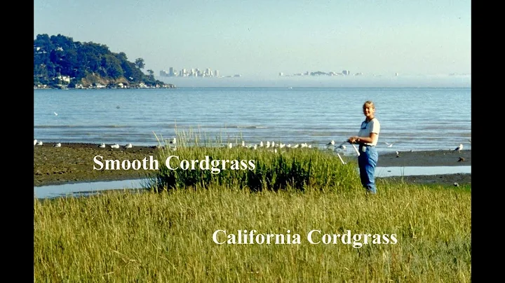 Spartina Invasion of the SF Bay, a talk by Debra A...