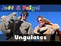 Ungulates  jeff and paige  official music