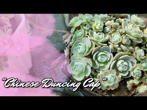 Видео: Orostachys Dunce Cap гэж юу вэ: Цэцэрлэгт Dunce Cap ургамал арчлах талаар мэдэж аваарай