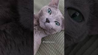 What a gorgeous cat! 😻👑🩷#cat #catmodel #russianblue #petfluencer #gatta