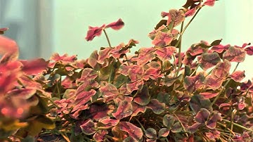 The Secret Of The Four-Leaf Clover