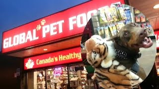 Zeus! The Tiger ?? Zeus! The Red Doberman Halloween 2014 Venture