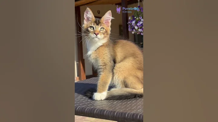 Watch the video about Adopt Iron