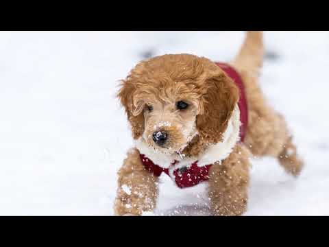 Puppies and Kittens Playing in the Snow! Pure Fun!