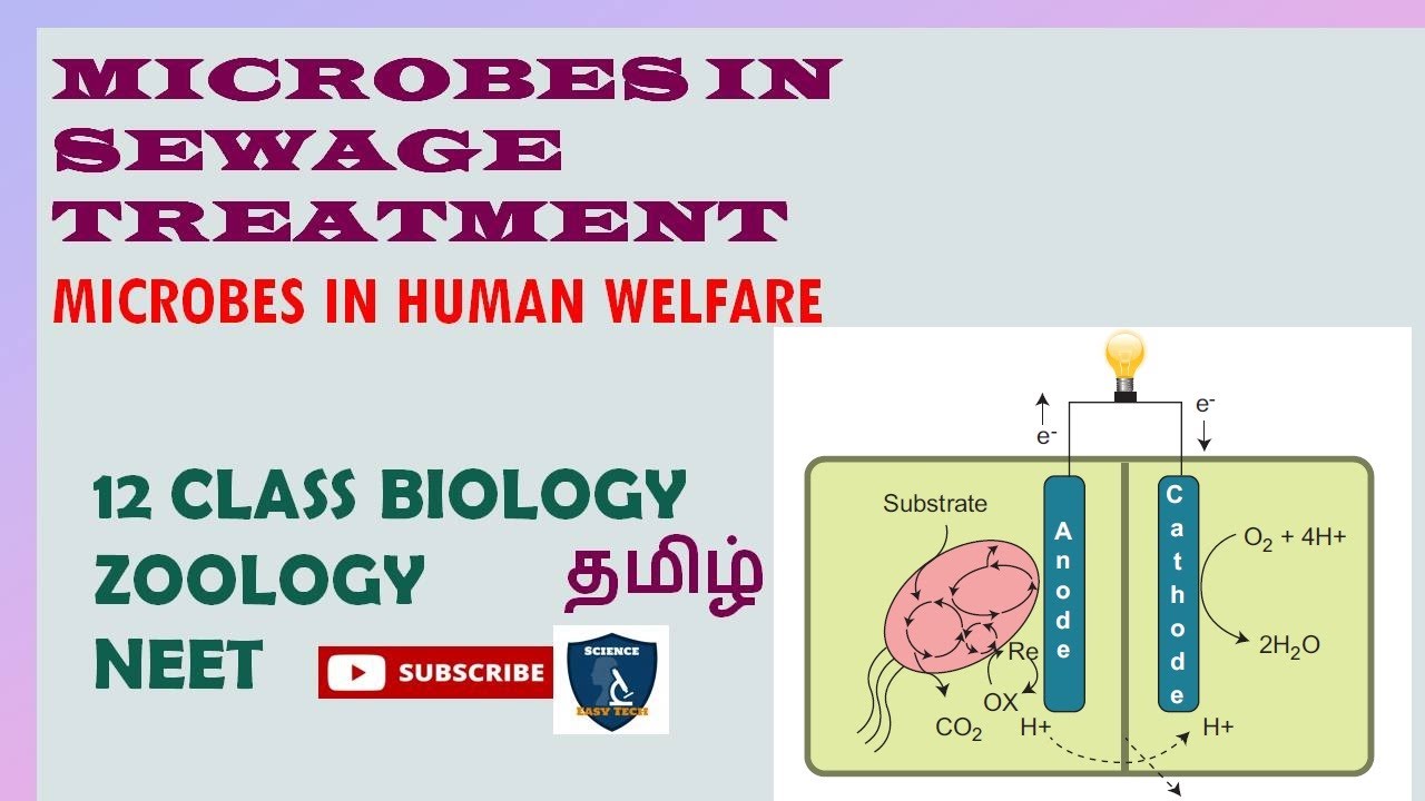 microbes-in-sewage-treatment-in-tamil-microbes-in-human-welfare-i