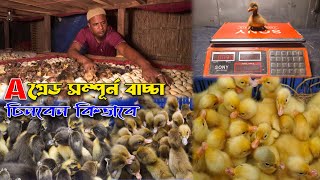 A গ্রেড সম্পূর্ন বাচ্চা চিনবেন কিভাবে | হাঁসের খামার | Duck farming | Khamar Bangla 24.
