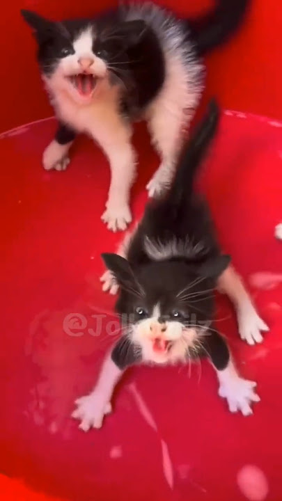 Funny Animal Videos, Dogs, Cute Animals, Funny Videos