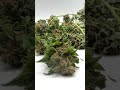 Marijuana dry time lapse