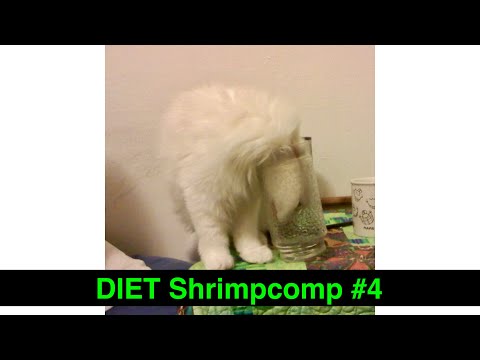 Thurston Waffles DIET Shrimpcomp #4 (Just Cat Clips, No Frills)