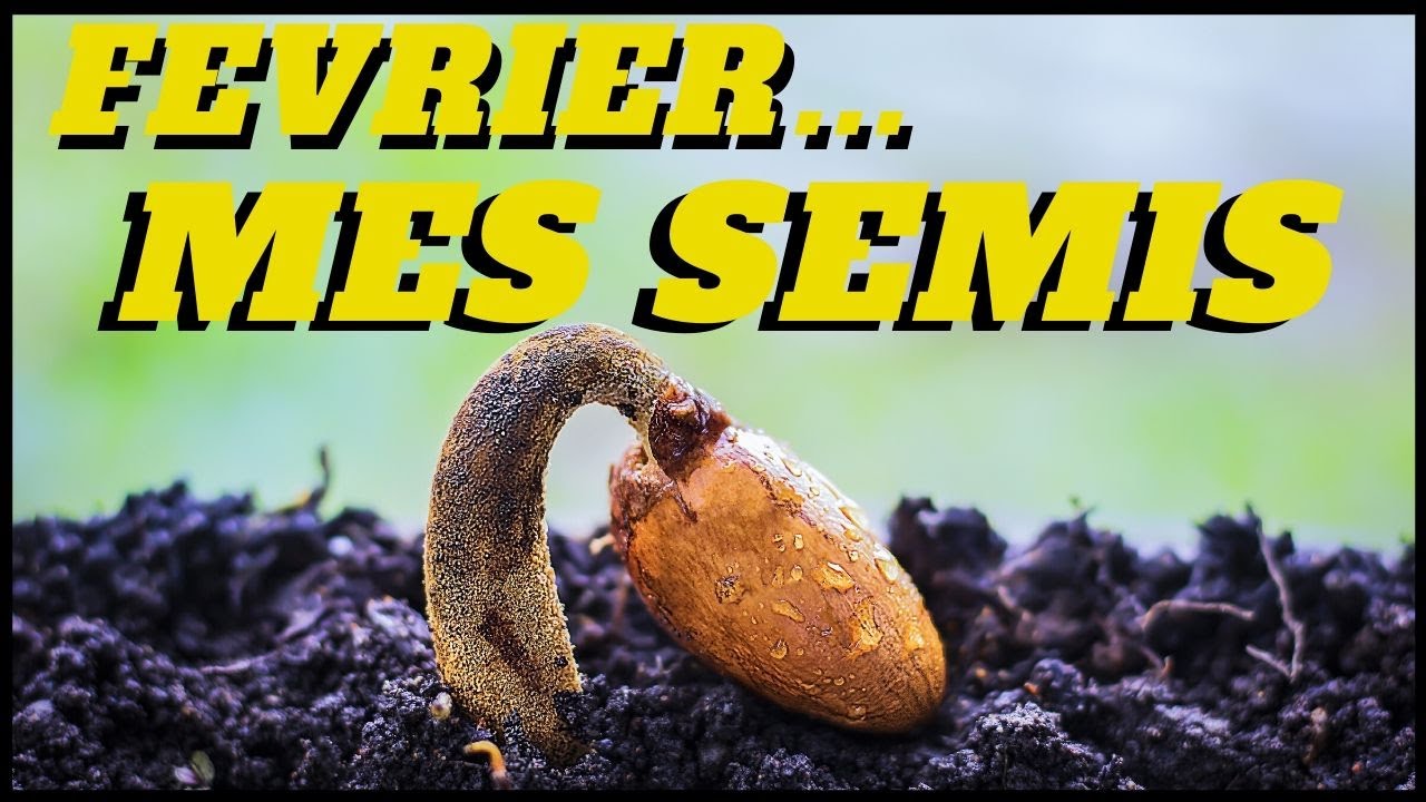 fevrier : mes tous premiers semis