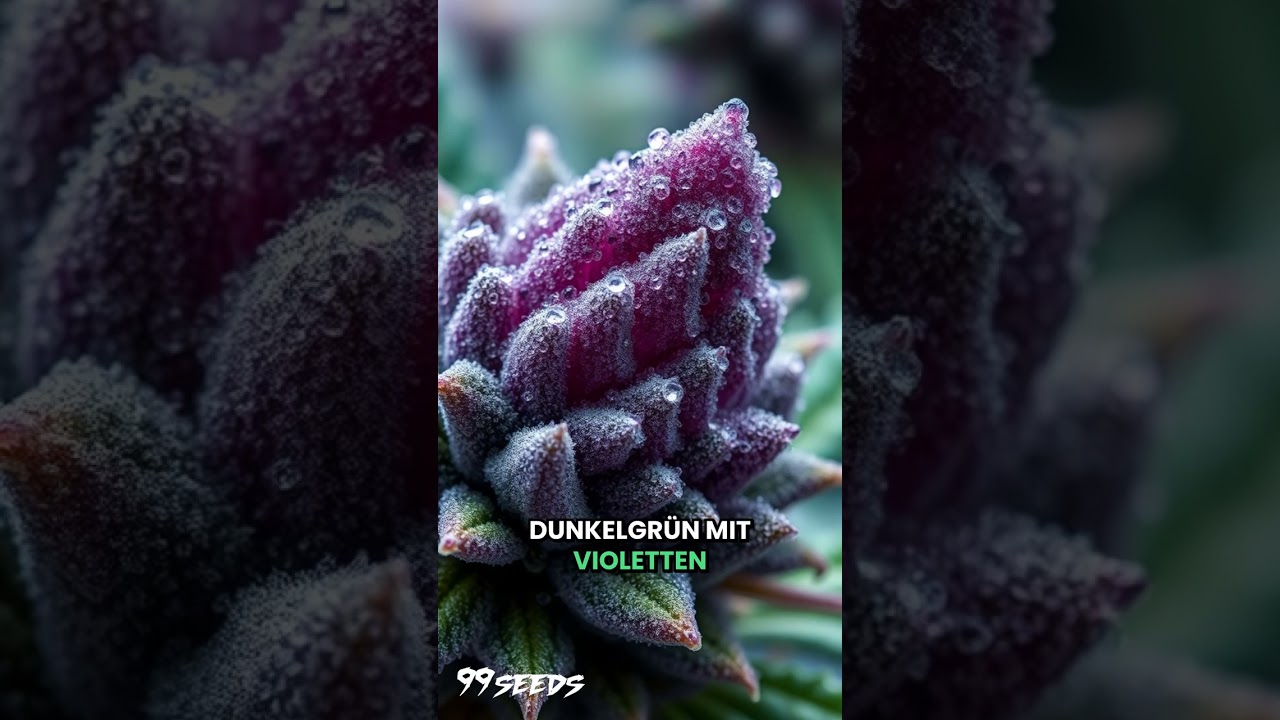 🌿 Brokkoli-Sorte im Fokus: GARLIC COOKIES