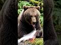 Bear Eating Fish & Honey ASMR 🐻 | Satisfying Forest Sounds#BearASMR #AnimalASMR #WildlifeASMR#short