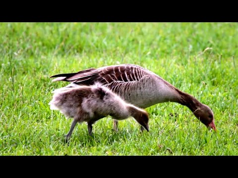 Adorable Baby Animals of Europe - Cuteness From Dawn to Dusk