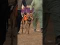 The  Moment This Hunting Dog Enters the Arena! 🐕🔥#dogs#huntingdog #animals #wildlife #racing #shorts