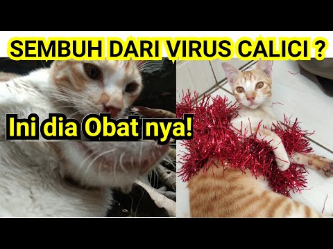 Video: Bengkak Kelenjar Air Liur Di Kucing