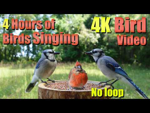 Birds Singing in the Woods, CatTV, Relaxing Sound for Separation Anxiety, DogTV