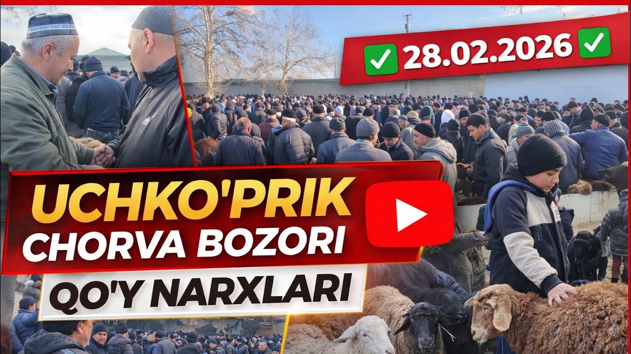 UCHKOʻPRIK CHORVA BOZORI QOʻY NARXLARI 28.02.2026✅️✅️✅️✅️