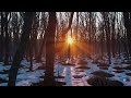 Winter Ambient - Melancholic - Soft Trees (Long Mix)