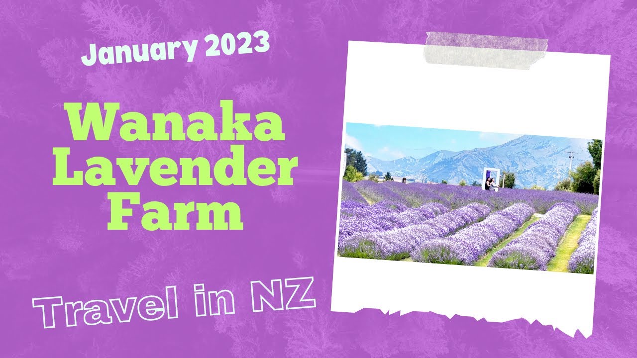 20 Acres Lavender Farm, Wanaka New Zealand YouTube