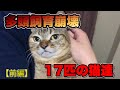 【閲覧注意】賃貸物件の多頭崩壊現場17匹の猫達～前編～【Animal hoarding】