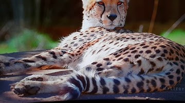 AOC Agon AG322QC4 FreeSync Flickering Demo