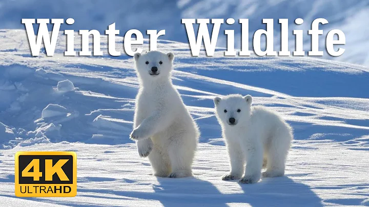 [4K] 11 Hours Of Animals In Winter Wonderland And Soothing Music for Relaxation | Heart Music