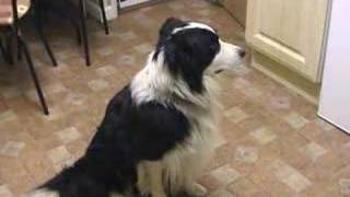 Border Collie 'Mac' sings to Eastenders