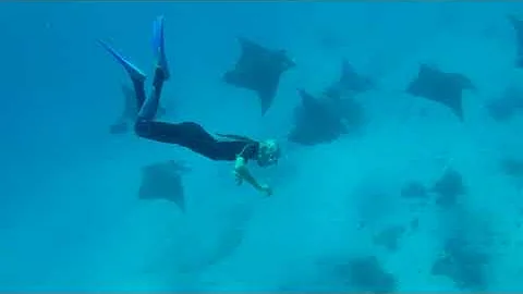 Lady Elliot Island - filmed by Rebecca Talbot