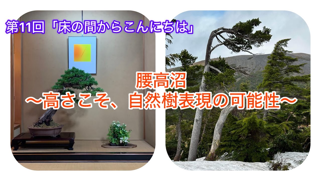 途中双幹真柏の姿出しと腰高真柏 | Vintage Bonsai 〜盆栽＆北欧
