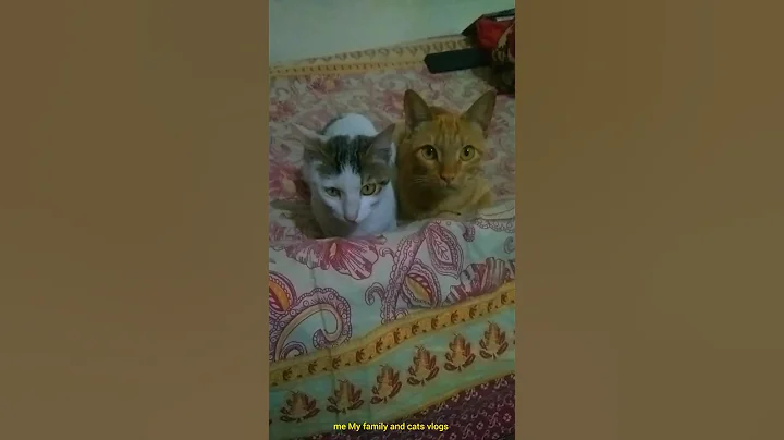 Watch the video about My cute cat world 😍🥰🥰🥰🥰 #trending #cutecat #catlover #cutecathere #cat #shorts #love #world