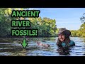 What Fossils Await in the Depths of this Florida River?! SCUBA Diving for Prehistoric Bones & Teeth!