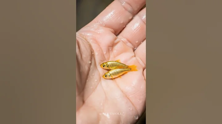 Small To Big Animal Transformation! thumbnail