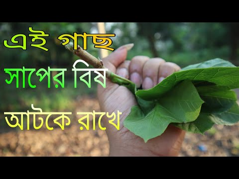 ভিডিও: সাপের বছর থেকে কী আশা করা যায়