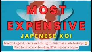 Most expensive koi fish S Legend - Japan #koi #japanesekoifish
