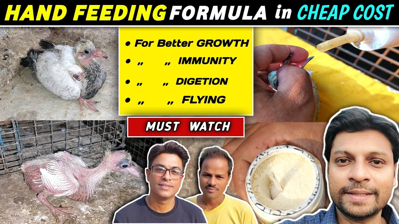 Baby Pigeon Hand Feeding Formula | Easy Way to Feed Baby Pigeon | Baby Pigeon Growth